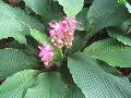 Ornamental Ginger / Curcuma cordata 